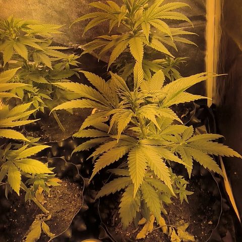 Genética desconocida growlog timeline photo