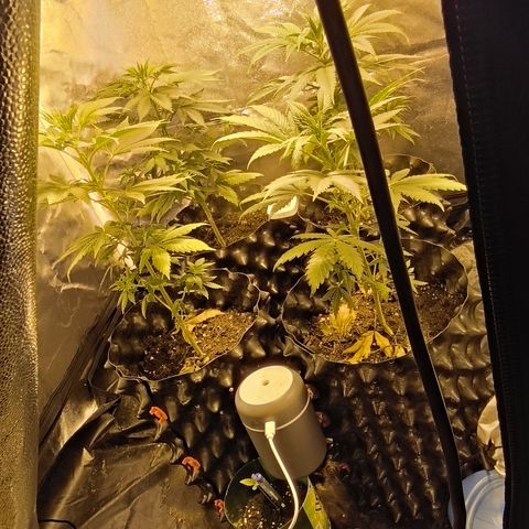 Genética desconocida growlog timeline photo