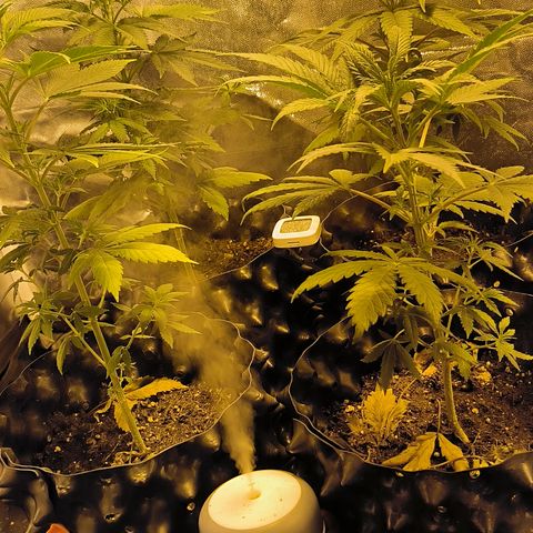 Genética desconocida growlog timeline photo