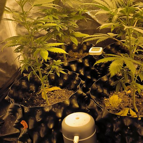 Genética desconocida growlog timeline photo