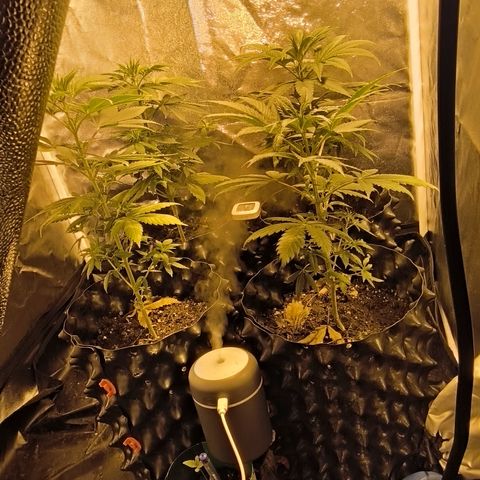 Genética desconocida growlog timeline photo