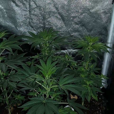 Genética desconocida growlog timeline photo