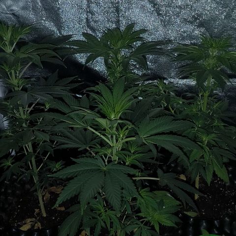Genética desconocida growlog timeline photo