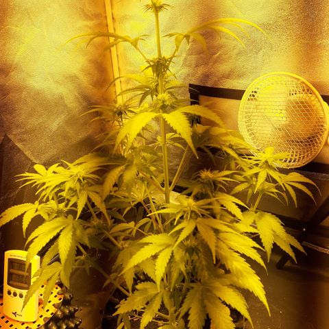 Purple Haze   growlog timeline photo