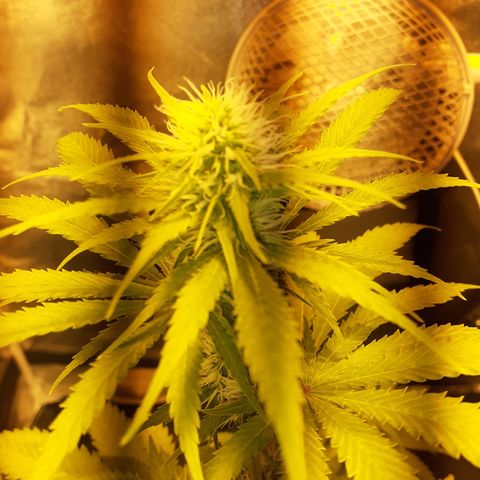 Purple Haze   growlog timeline photo