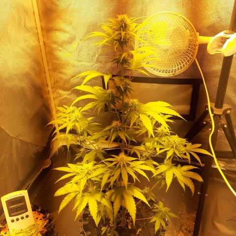 Purple Haze   growlog timeline photo