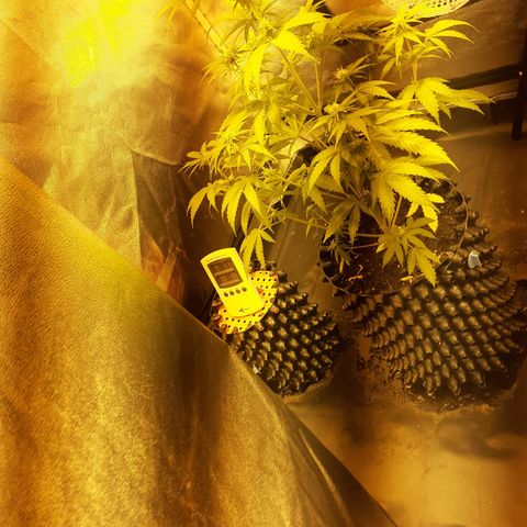 Purple Haze   growlog timeline photo