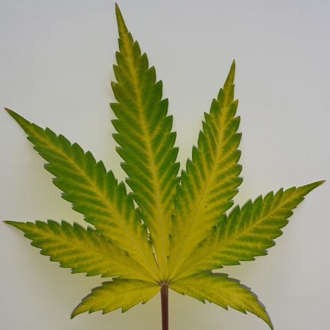 Purple Haze   growlog timeline photo