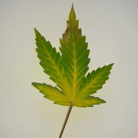 Purple Haze   growlog timeline photo