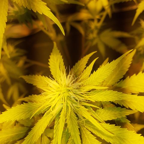 Purple Haze   growlog timeline photo