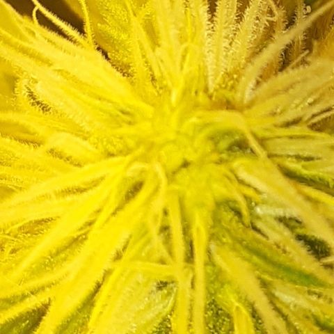 Purple Haze   growlog timeline photo