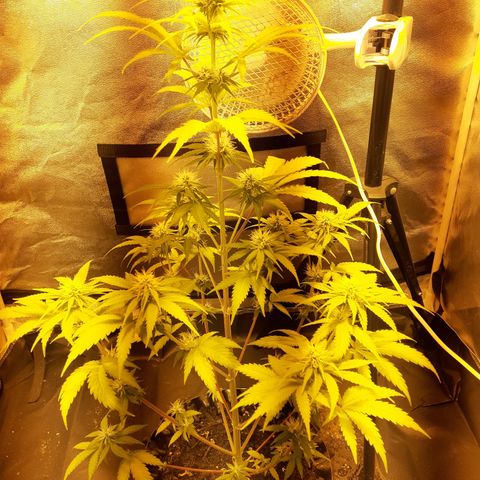 Purple Haze   growlog timeline photo