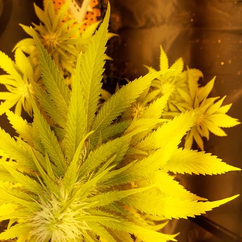 Purple Haze   growlog timeline photo