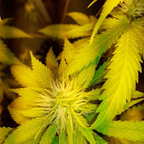 Purple Haze   growlog timeline photo