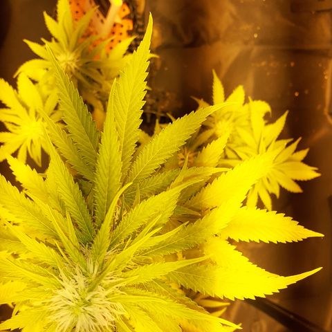 Purple Haze   growlog timeline photo