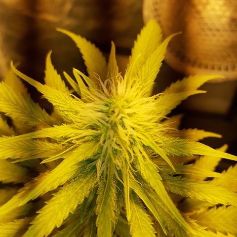 Purple Haze   growlog timeline photo