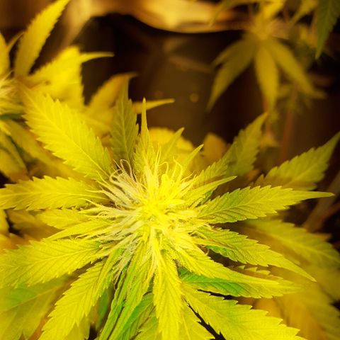 Purple Haze   growlog timeline photo