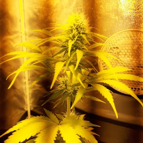 Purple Haze   growlog timeline photo
