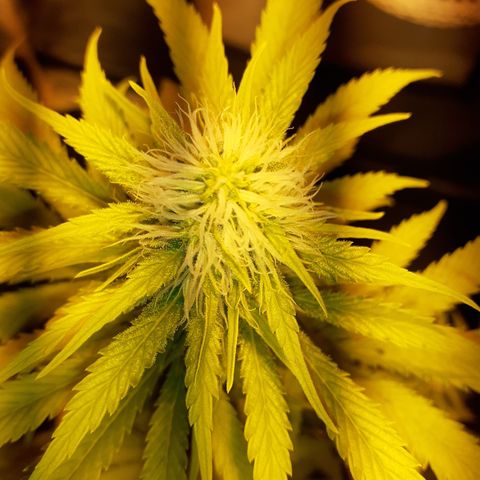 Purple Haze   growlog timeline photo