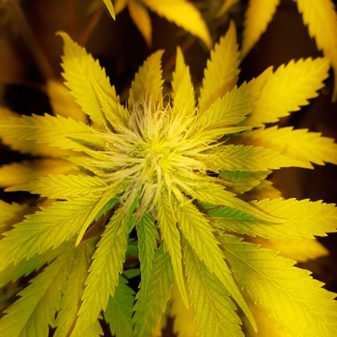 Purple Haze   growlog timeline photo