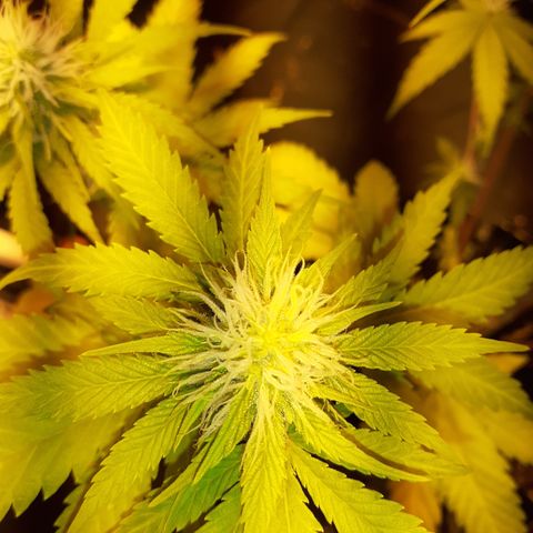 Purple Haze   growlog timeline photo