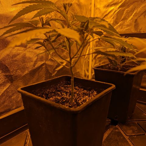 Jelly Pie #6 - 1 growlog photo: After lollipopping 