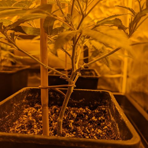 Jelly Pie #6 - 1 growlog photo: After lollipopping 
