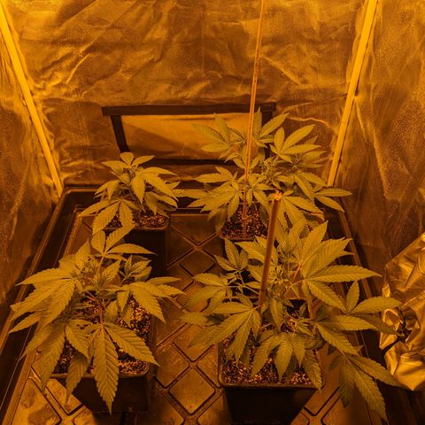 Jelly Pie #6 - 1 growlog photo: After lollipopping 