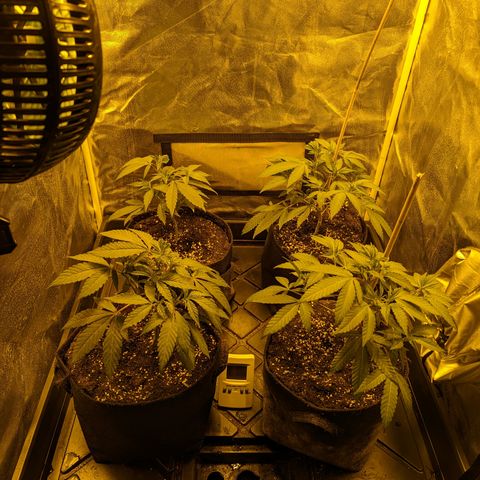Jelly Pie #6 - 1 growlog timeline photo