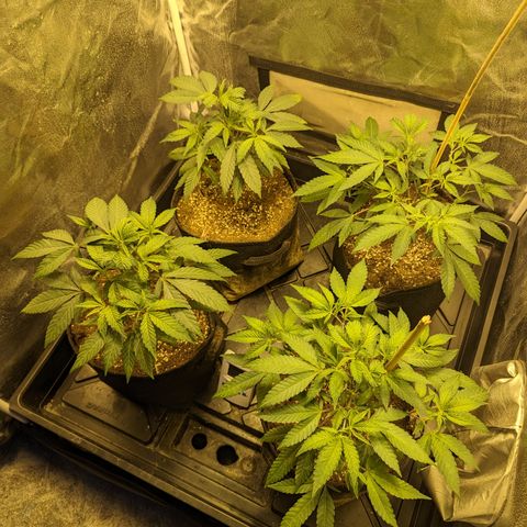 Jelly Pie #6 - 1 growlog timeline photo