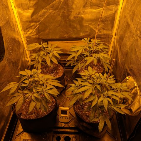 Jelly Pie #6 - 1 growlog timeline photo