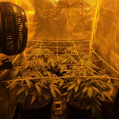 Jelly Pie #6 - 1 growlog timeline photo