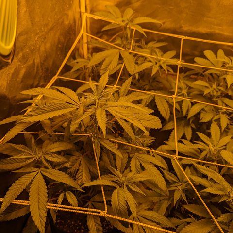 Jelly Pie #6 - 1 growlog timeline photo