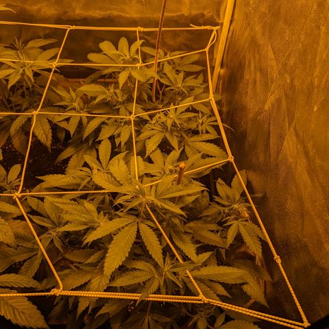 Jelly Pie #6 - 1 growlog timeline photo