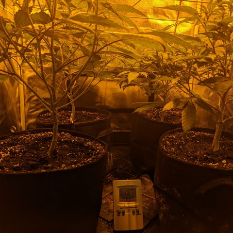 Jelly Pie #6 - 1 growlog timeline photo
