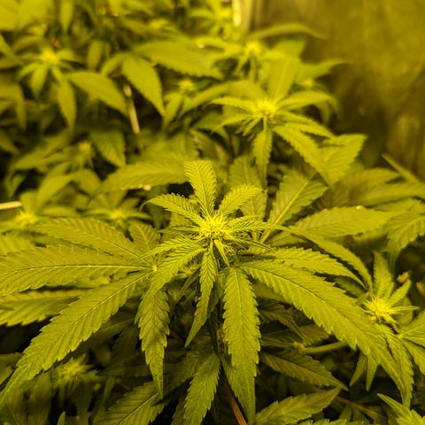 Jelly Pie #6 - 1 growlog timeline photo