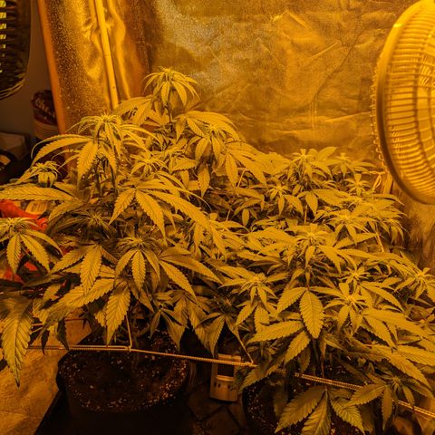 Jelly Pie #6 - 1 growlog timeline photo