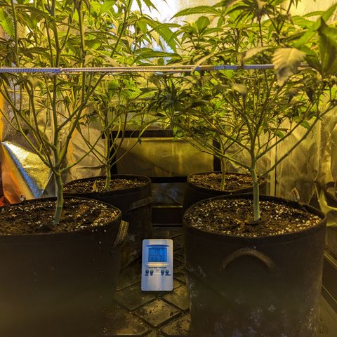 Jelly Pie #6 - 1 growlog timeline photo