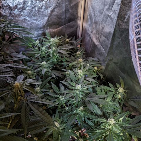 Jelly Pie #6 - 1 growlog timeline photo