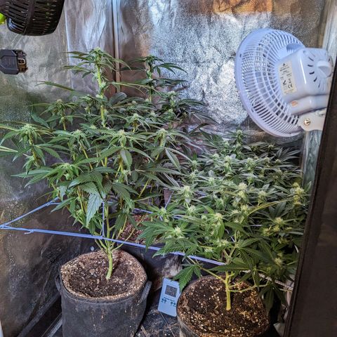 Jelly Pie #6 - 1 growlog timeline photo