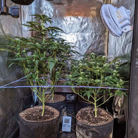 Jelly Pie #6 - 1 growlog timeline photo
