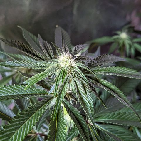 Jelly Pie #6 - 1 growlog timeline photo