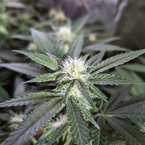 Jelly Pie #6 - 1 growlog timeline photo