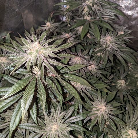 Jelly Pie #6 - 1 growlog timeline photo