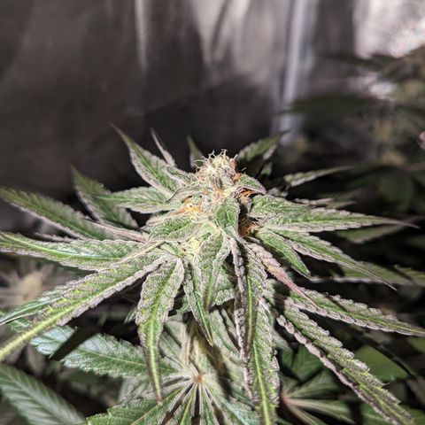 Jelly Pie #6 - 1 growlog timeline photo