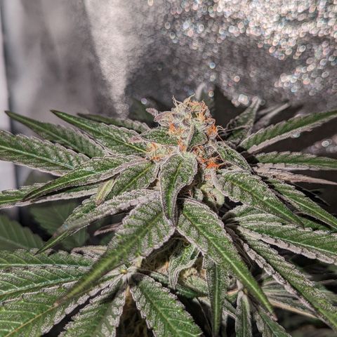 Jelly Pie #6 - 1 growlog timeline photo