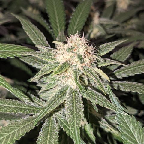 Jelly Pie #6 - 1 growlog timeline photo