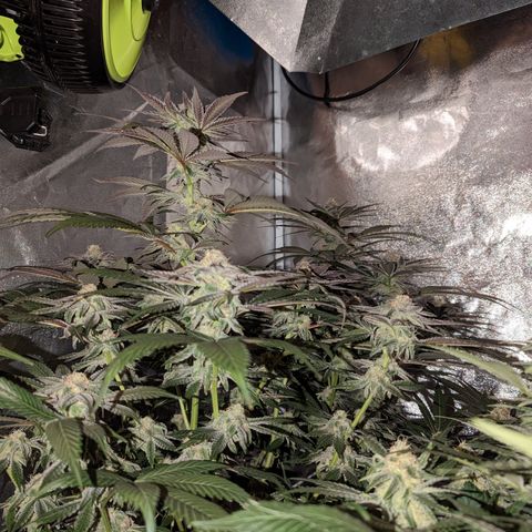 Jelly Pie #6 - 1 growlog timeline photo