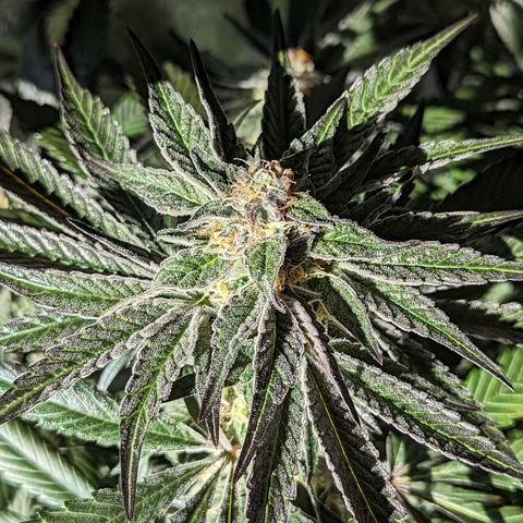 Jelly Pie #6 - 1 growlog timeline photo