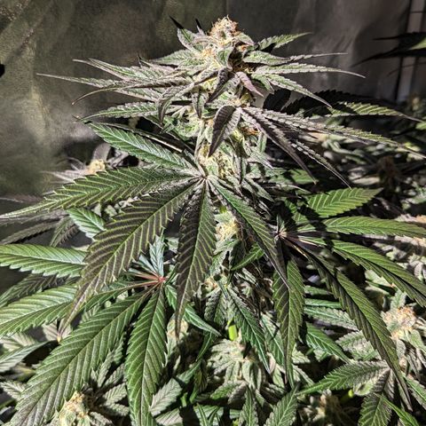 Jelly Pie #6 - 1 growlog timeline photo